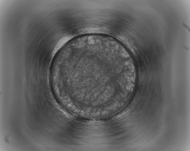 X0000096681277200803041233