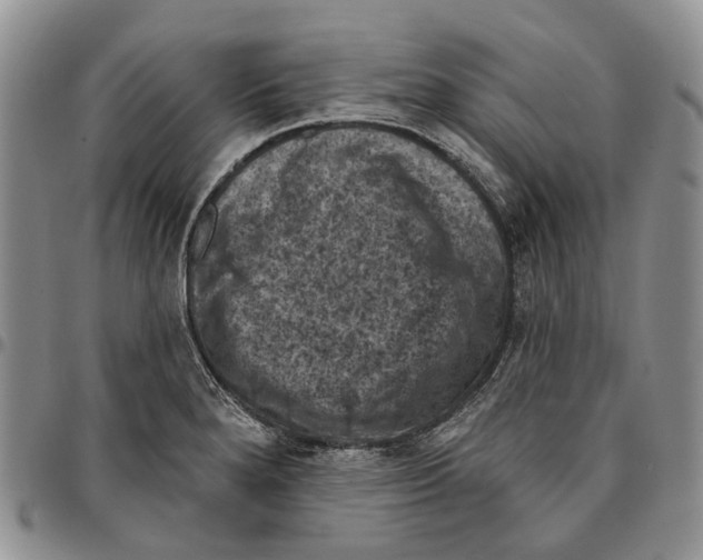 X0000096681280200803041233