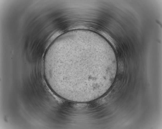 X0000096681290200803041233