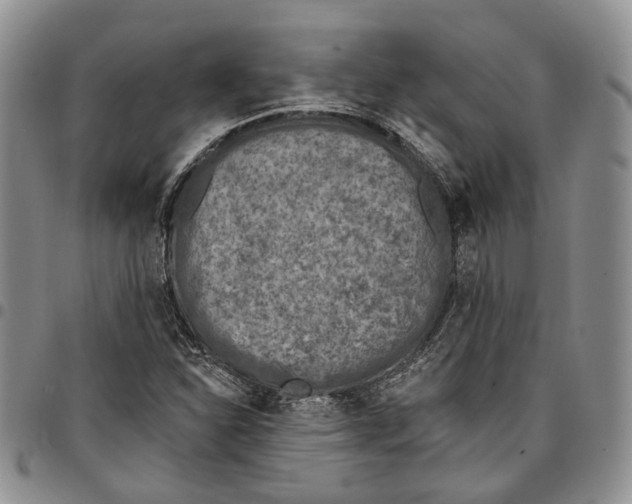 X0000096681310200803041232