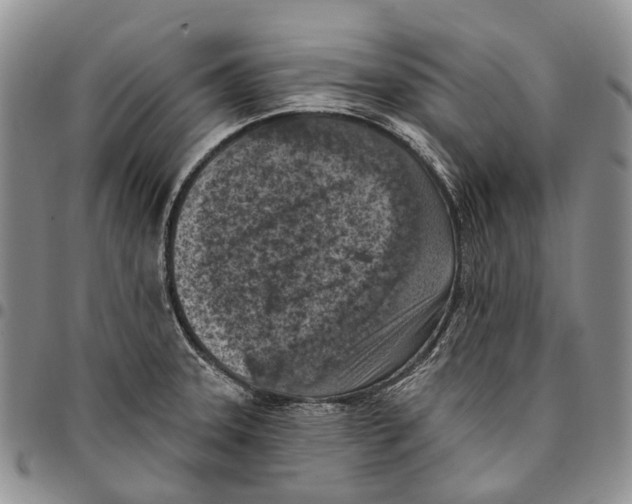 X0000096681331200803041233