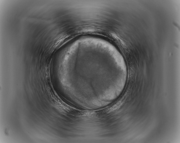 X0000096681353200803041232