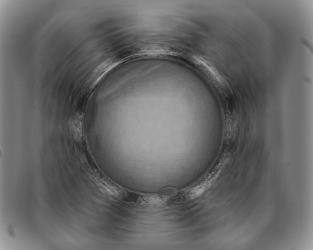 X0000096681361200803041232