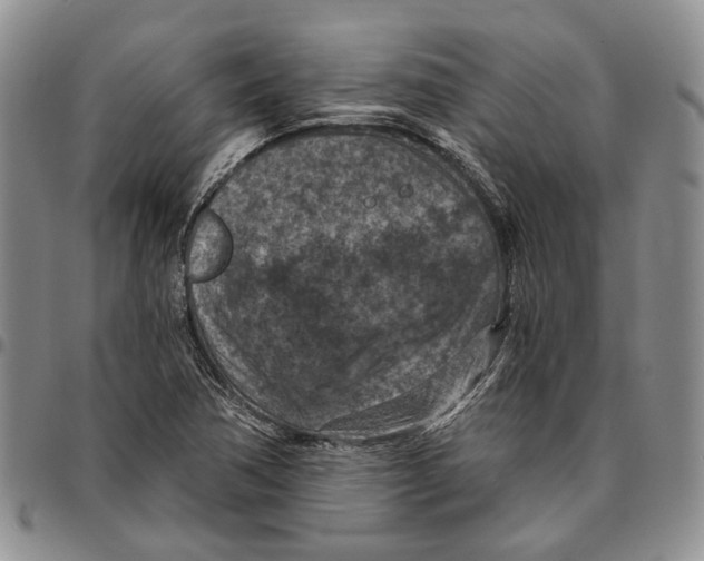 X0000096681362200803041232