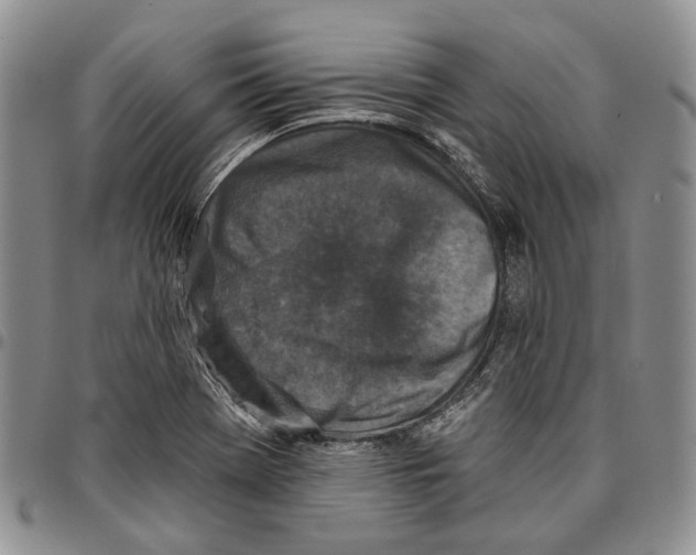 X0000096681369200803041232