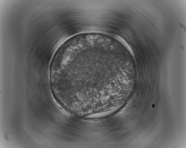 X0000096681388200803041232