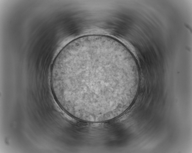 X0000096681390200803041232