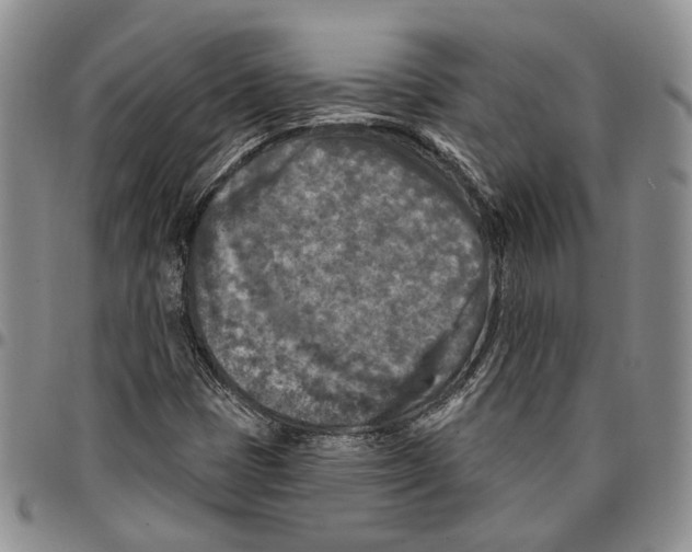 X0000096681401200803041231