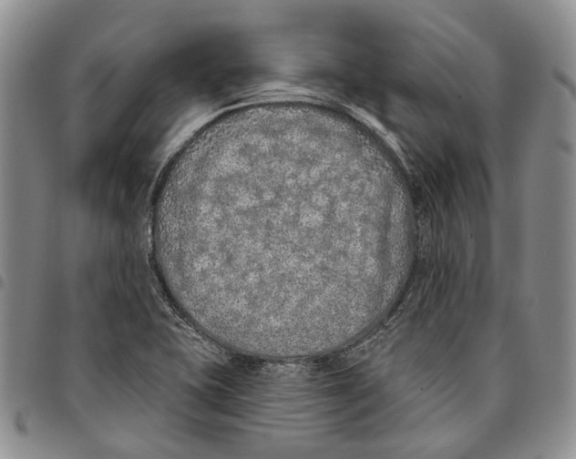 X0000096681415200803041231
