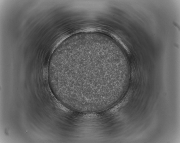 X0000096681417200803041231