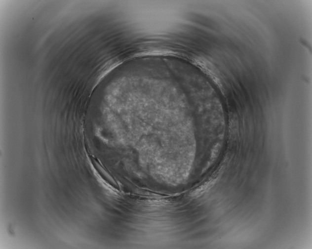 X0000096681425200803041232