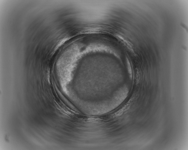 X0000096681449200803041231