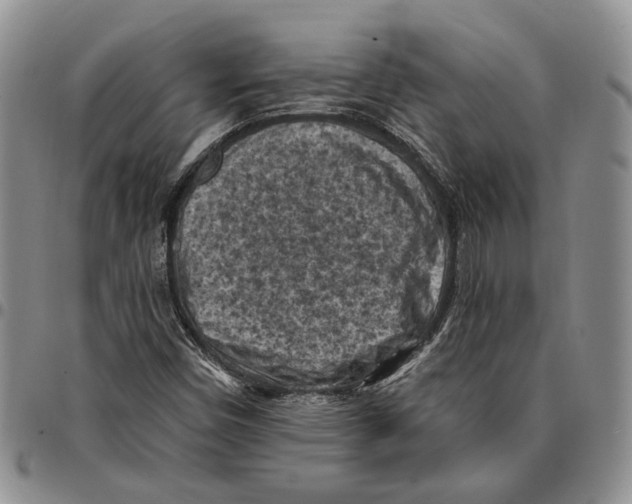 X0000096681450200803041231