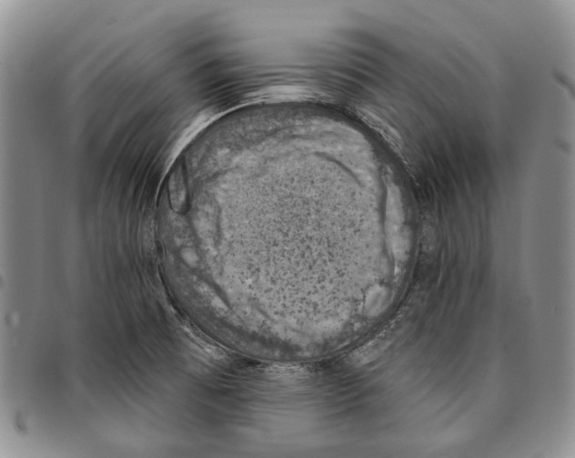 X0000096681473200803041231