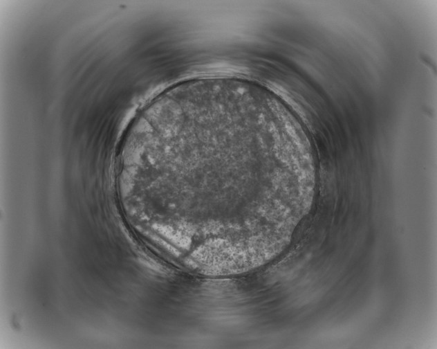 X0000096681477200803041231