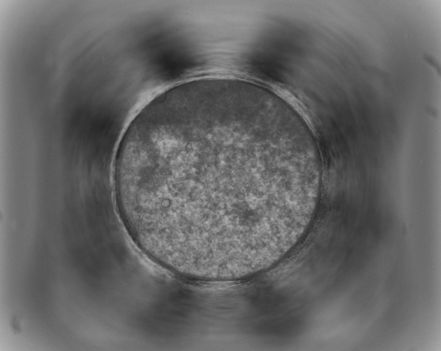 X0000096681482200803041231