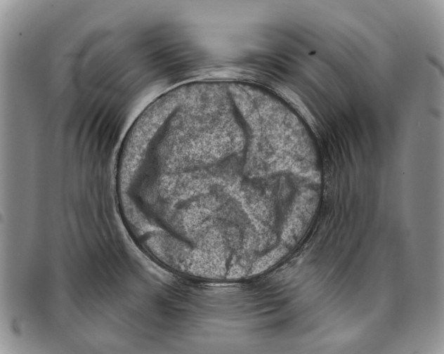 X0000096681483200803041231