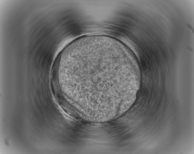 X0000096681485200803041230