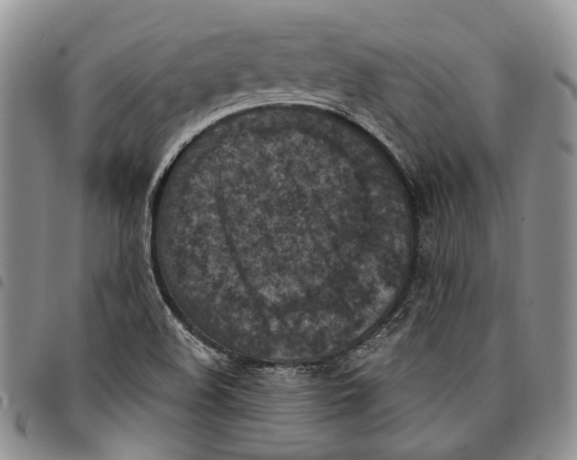X0000096681508200803041230