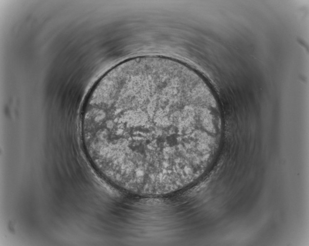 X0000096681517200803041230