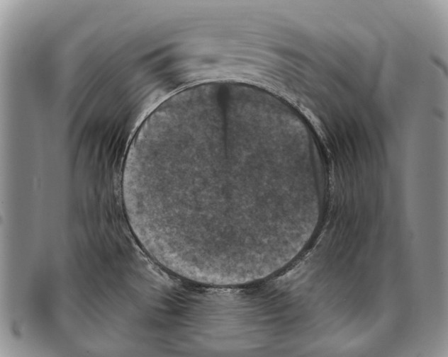 X0000096681529200803041230