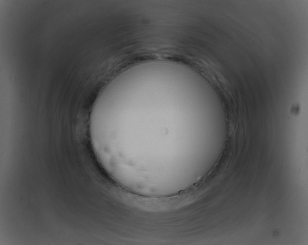 X0000096690030200802051048