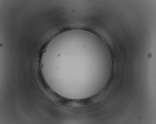 X0000096690498200802051040