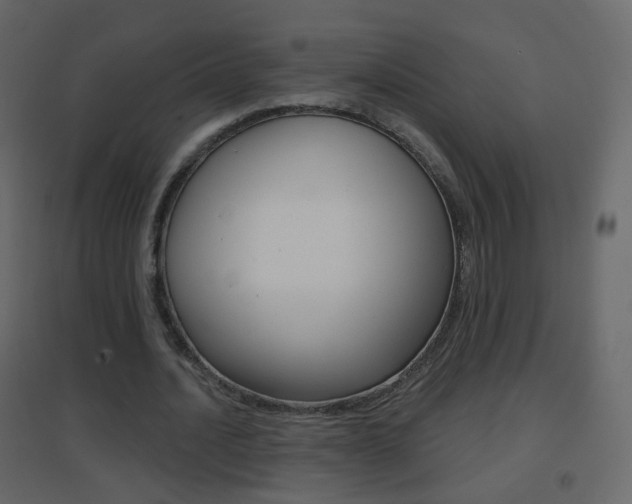 X0000096690628200802051038
