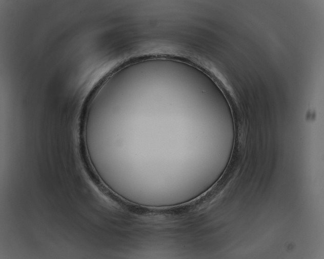 X0000096690629200802051038