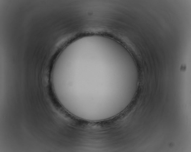 X0000096690640200802051038