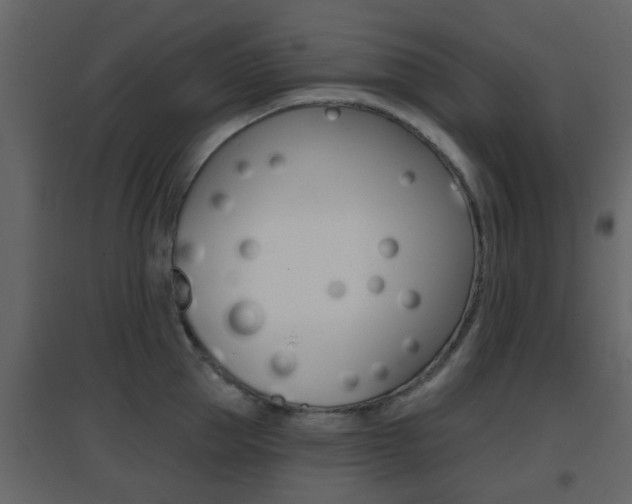 X0000096690953200802051034