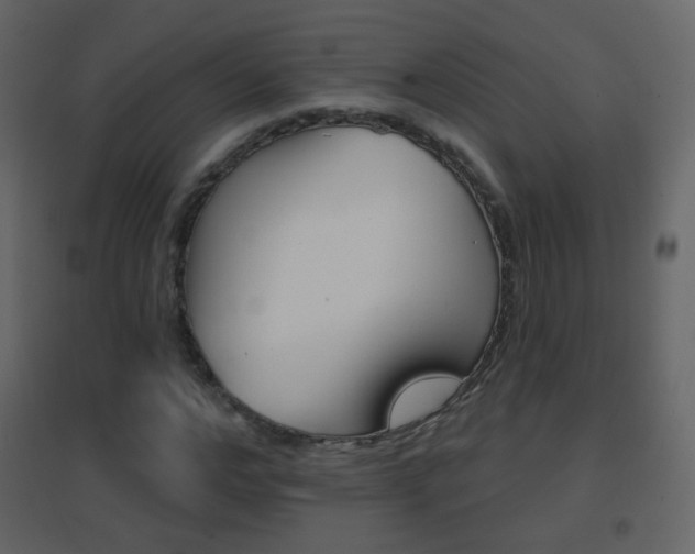 X0000096690968200802051033