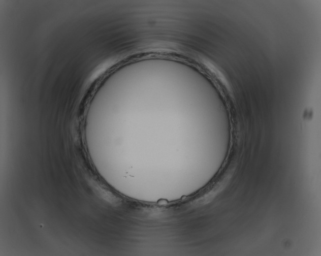 X0000096690970200802051033