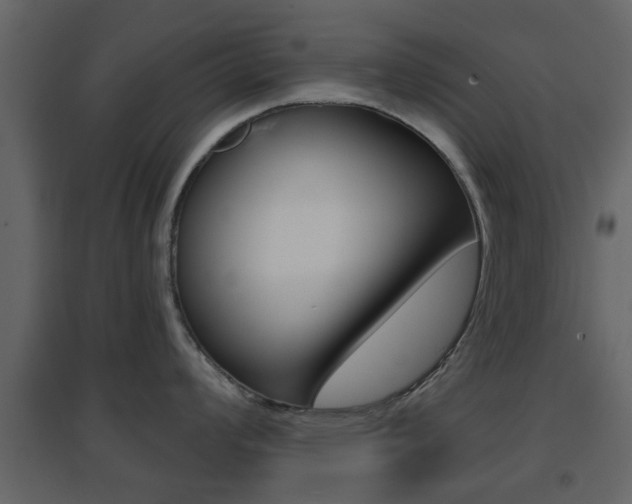 X0000096691008200802051032