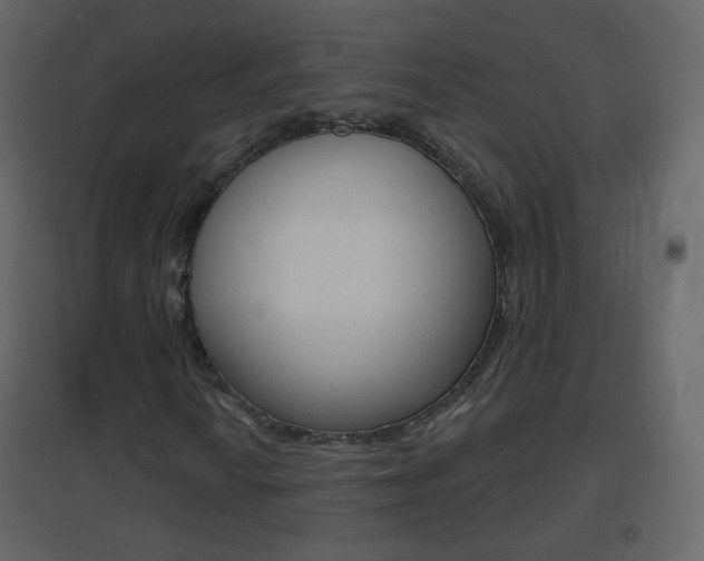 X0000096691010200802051032