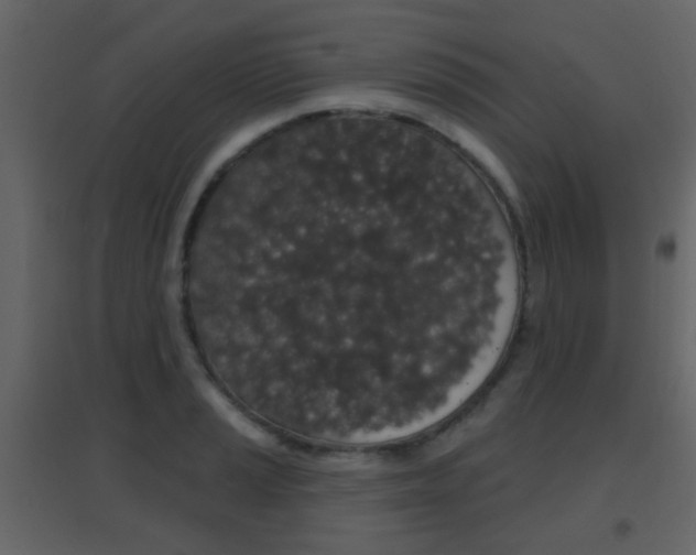 X0000096691037200802051032