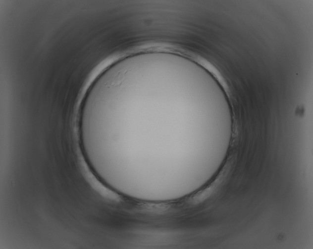 X0000096691090200802051031