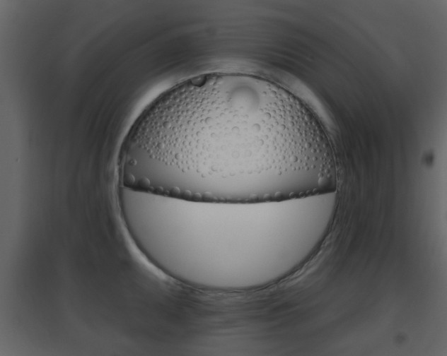 X0000096691095200802051031