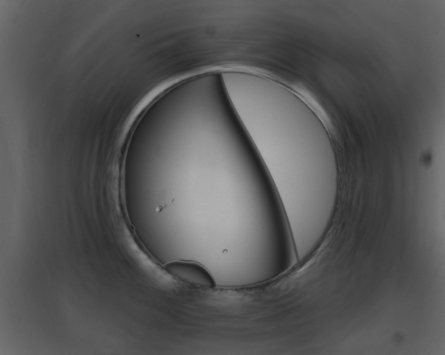 X0000096691100200802051031