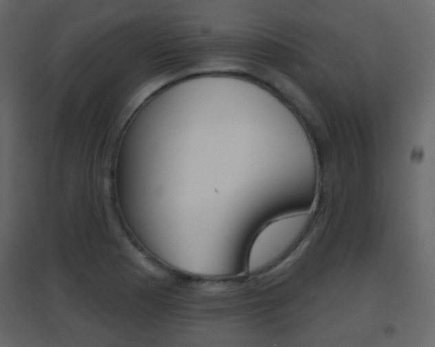 X0000096691177200802051030
