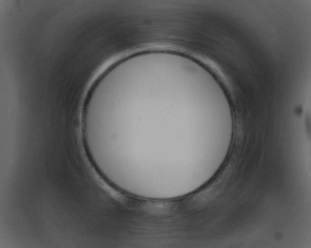 X0000096691286200802051028