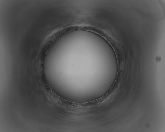 X0000096691398200802051026