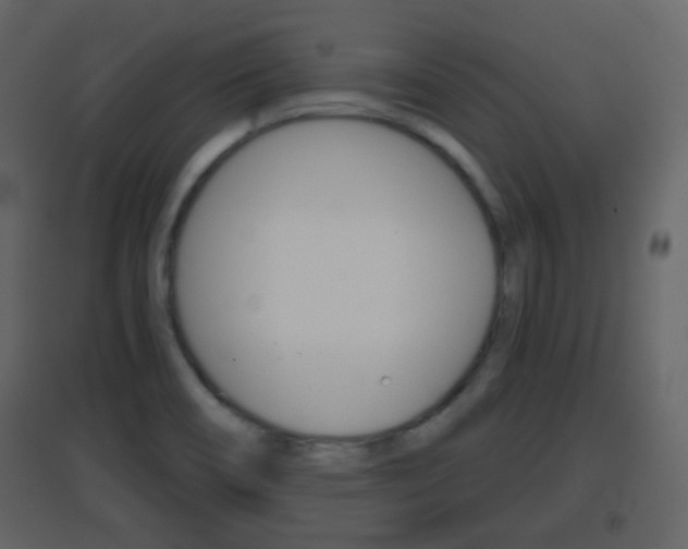 X0000096691466200802051025