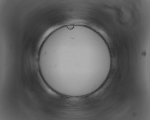 X0000096691470200802051025