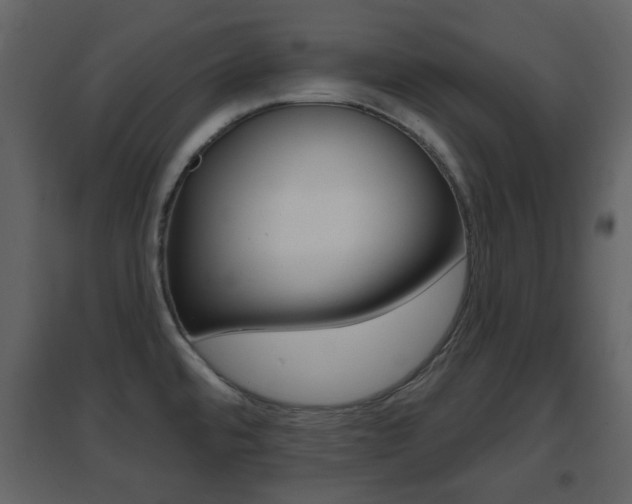 X0000096691480200802051025