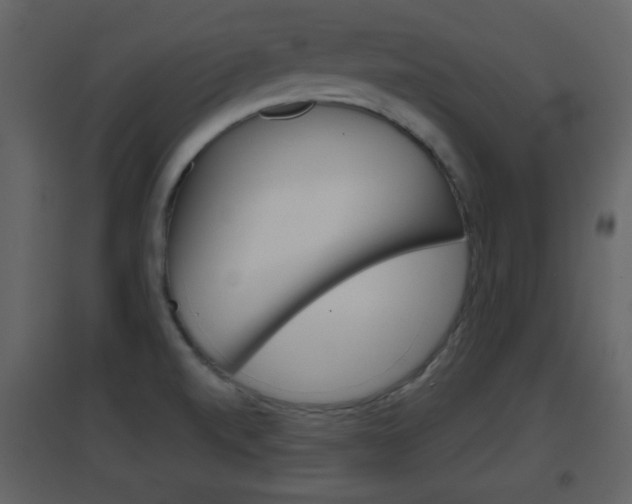 X0000096691520200802051025