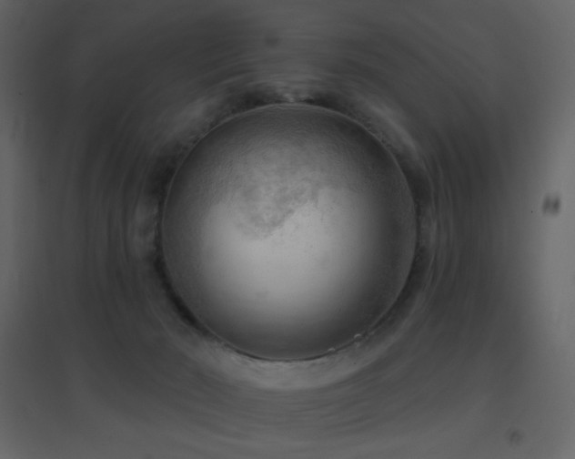 X0000096690030200802051357