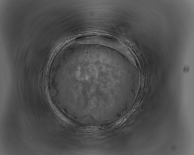 X0000096690049200802051356