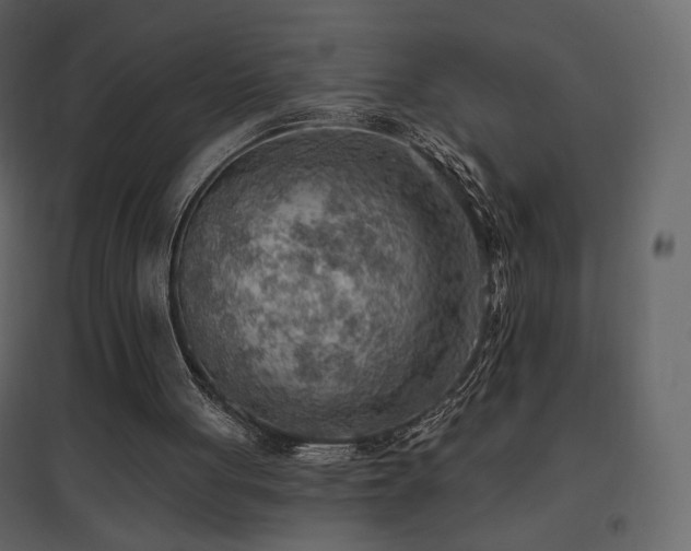 X0000096690051200802051356