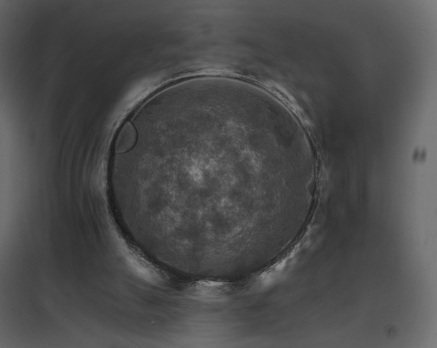 X0000096690055200802051356